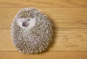 Cute hedgehog